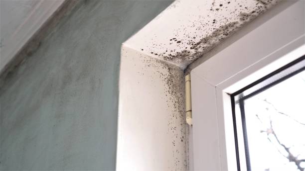 Best Residential Mold Removal  in Plymouth, NC