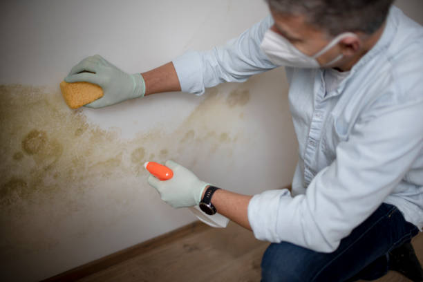 Best Fast Mold Removal  in Plymouth, NC