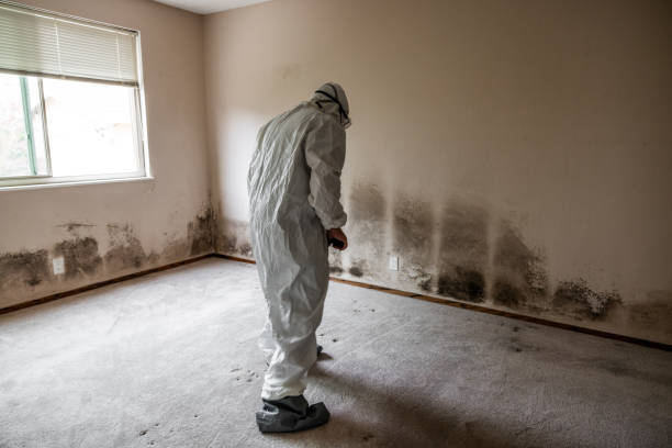 Best Attic Mold Removal  in Plymouth, NC